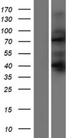 SORBS2 Human Over-expression Lysates NM_021069