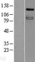 IRS4 Human Over-expression Lysates NM_003604