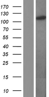 OGT Human Over-expression Lysates NM_181672