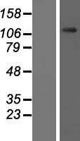 OGT Human Over-expression Lysates NM_181673