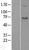 Semaphorin 7a (SEMA7A) Human Over-expression Lysates NM_003612