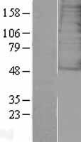 GALR3 Human Over-expression Lysates NM_003614