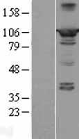 ls008495 ppfibp2 human over expression lysates nm 003621 wb testing 1