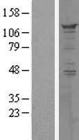 PPFIBP1 Human Over-expression Lysates NM_003622