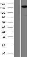 ls008499 liprin alpha 2 ppfia2 human over expression lysates nm 003625 wb testing 1