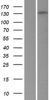 Liprin alpha 1 (PPFIA1) Human Over-expression Lysates NM_003626