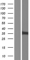 NIPSNAP1 Human Over-expression Lysates NM_003634