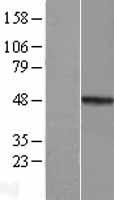 MMP23 (MMP23B) Human Over-expression Lysates NM_006983