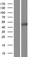 LIPF Human Over-expression Lysates NM_001198829