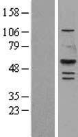 ls008513 lipf human over expression lysates nm 004190 wb testing 4