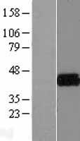Kv beta 2 (KCNAB2) Human Over-expression Lysates NM_003636