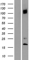 ITGA8 Human Over-expression Lysates NM_003638