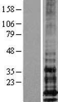 ls008519 ifitm1 human over expression lysates nm 003641 wb testing 1