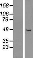 GCM1 Human Over-expression Lysates NM_003643