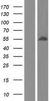 Growth Arrest Specific Protein 7 (GAS7) Human Over-expression Lysates NM_201433
