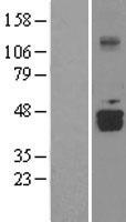 ls008528 d aspartate oxidase ddo human over expression lysates nm 003649 wb testing 1