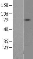 ls008528 d aspartate oxidase ddo human over expression lysates nm 004032 wb testing 2