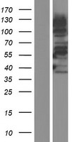 NABC1 (BCAS1) Human Over-expression Lysates NM_003657