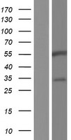 ls008538 barx2 human over expression lysates nm 003658 wb testing 1