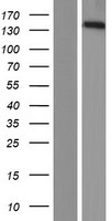 PPFIA3 Human Over-expression Lysates NM_003660