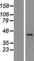 ls008542 apolipoprotein l 1 apol1 human over expression lysates nm 001136540 wb testing 3