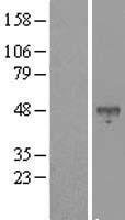 SHARP2 (BHLHE40) Human Over-expression Lysates NM_003670