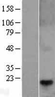ls008557 telethonin tcap human over expression lysates nm 003673 wb testing 1