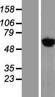 ls008565 tyrosyl trna synthetase yars human over expression lysates nm 003680 wb testing 1