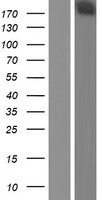 ls008567 denn madd human over expression lysates nm 003682 wb testing 1