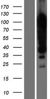 ls008570 khsrp human over expression lysates nm 003685 wb testing 1