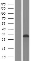 ls008572 ril pdlim4 human over expression lysates nm 001131027 wb testing 2