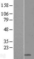 LY6D Human Over-expression Lysates NM_003695