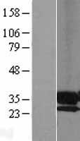 ls008611 ppap2a plpp1 human over expression lysates nm 003711 wb testing 1