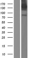 CAPS1 (CADPS) Human Over-expression Lysates NM_183393