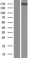 CDC2L5 (CDK13) Human Over-expression Lysates NM_031267