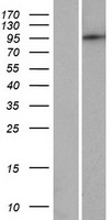 ls008622 pde8b human over expression lysates nm 001029853 wb testing 1