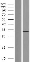 PSMG1 Human Over-expression Lysates NM_203433