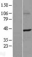 SKAP55 (SKAP1) Human Over-expression Lysates NM_001075099