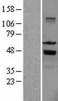 SKAP55 (SKAP1) Human Over-expression Lysates NM_003726