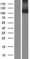 ls008633 unc5c human over expression lysates nm 003728 wb testing 1
