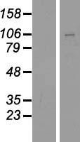 PCDHGB4 Human Over-expression Lysates NM_003736