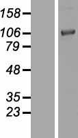 Chordin (CHRD) Human Over-expression Lysates NM_003741
