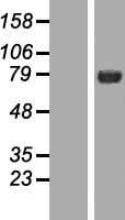 ls008650 numb human over expression lysates nm 001005743 wb testing 1