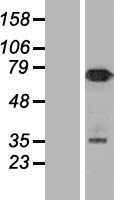 ls008650 numb human over expression lysates nm 001005744 wb testing 2