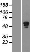 PDE5A Human Over-expression Lysates NM_001083
