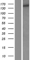 EIF3A Human Over-expression Lysates NM_003750