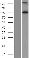 EIF3B Human Over-expression Lysates NM_003751