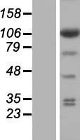 eIF3s8 (EIF3C) Human Over-expression Lysates NM_001037808