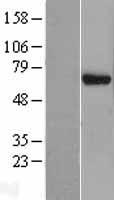 ls008664 eif3d human over expression lysates nm 003753 wb testing 1