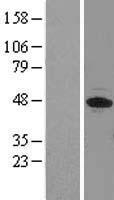 EIF3F Human Over-expression Lysates NM_003754